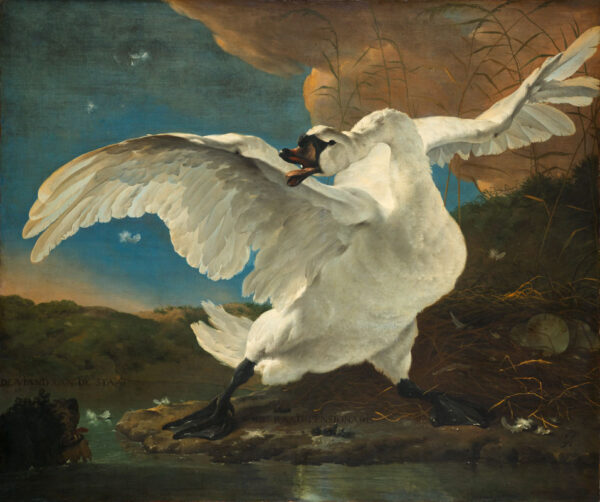 the threatened swan by Jan Asselijn