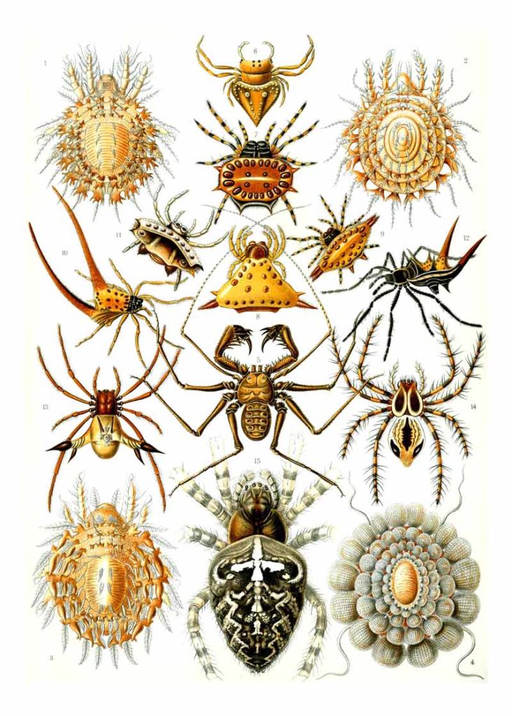 Arachnida van Kunstformen der Natur