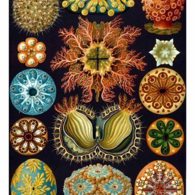 Ernst Haeckel posters van Kunstformen der Natur