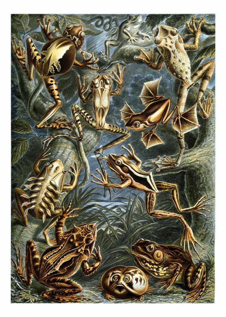 Batrachia Kunstformen der Natur, Ernst Haeckel