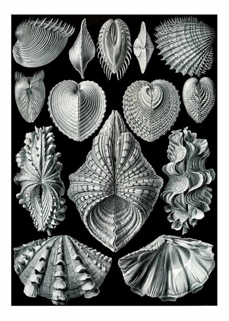 Ernst Haeckel Acephala poster