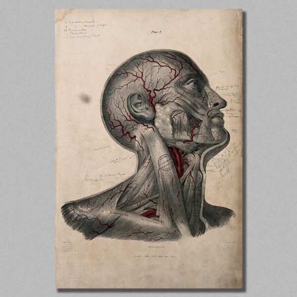 anatomical head poster
