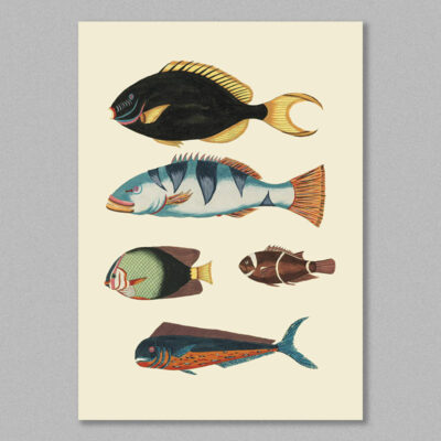fish 21 poster
