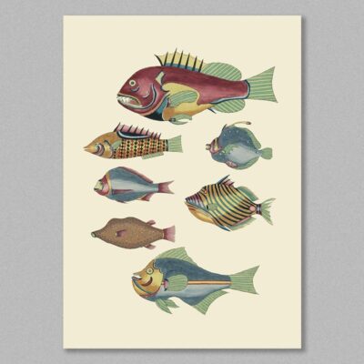 fish 31 poster