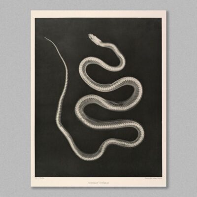 poster of a snake