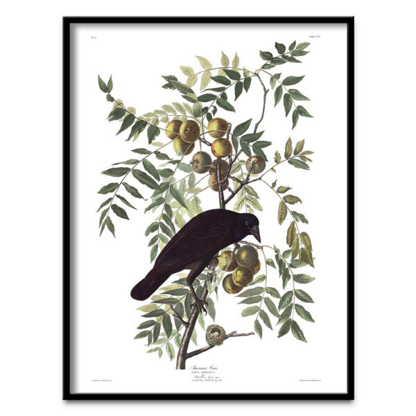 American crow with apples poster