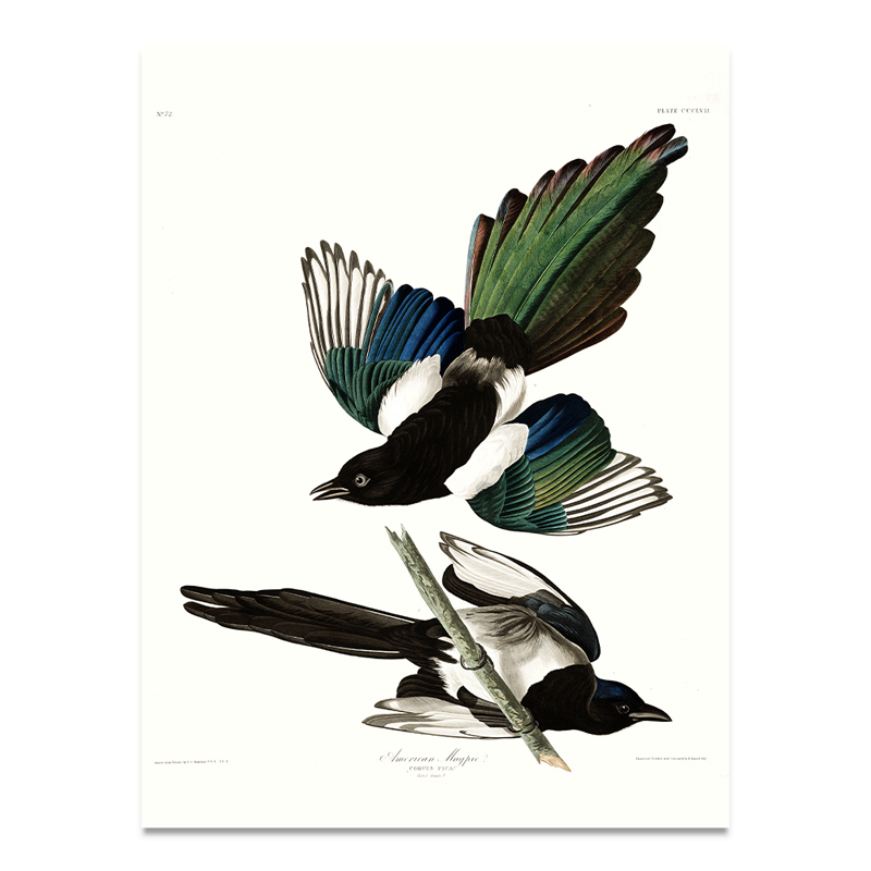 American Magpie poster