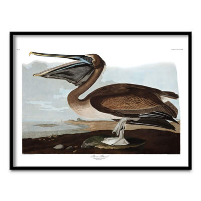Brown Pelican poster