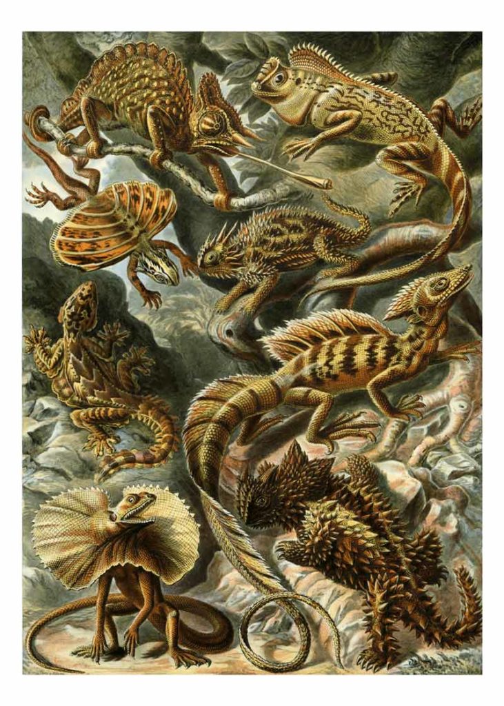 Lacertilia van Kunstformen der Natur door Ernst Haeckel