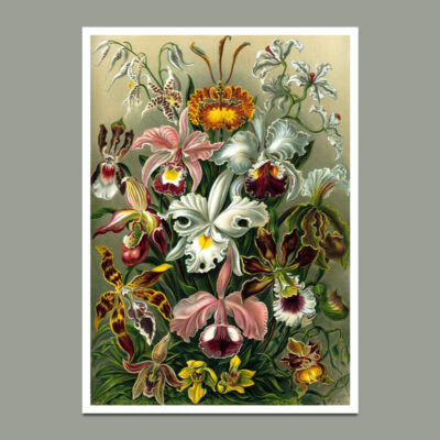 orchids poster
