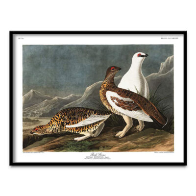 Grouse poster