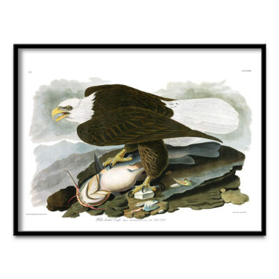 White Headed Eagle poster