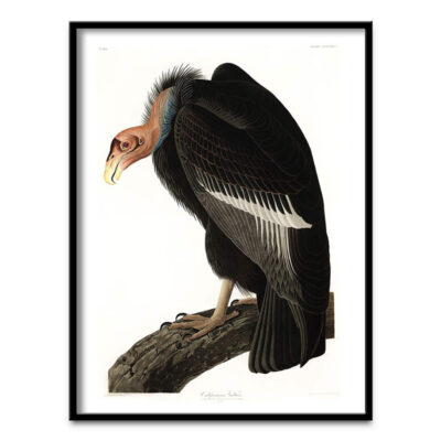 Californian Vulture poster