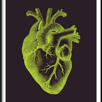anatomical heart print
