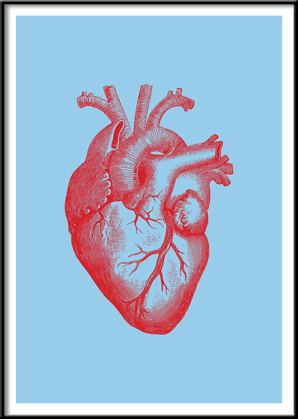 anatomical heart poster
