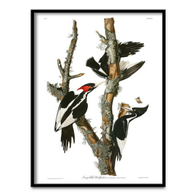 woodpecker poster