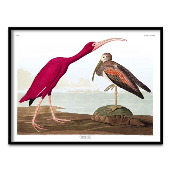 Scarlet Ibis poster