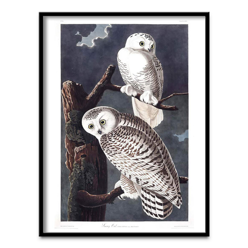 Snowy Owl poster