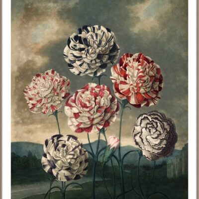Carnations Flower poster door Robert John Thornton