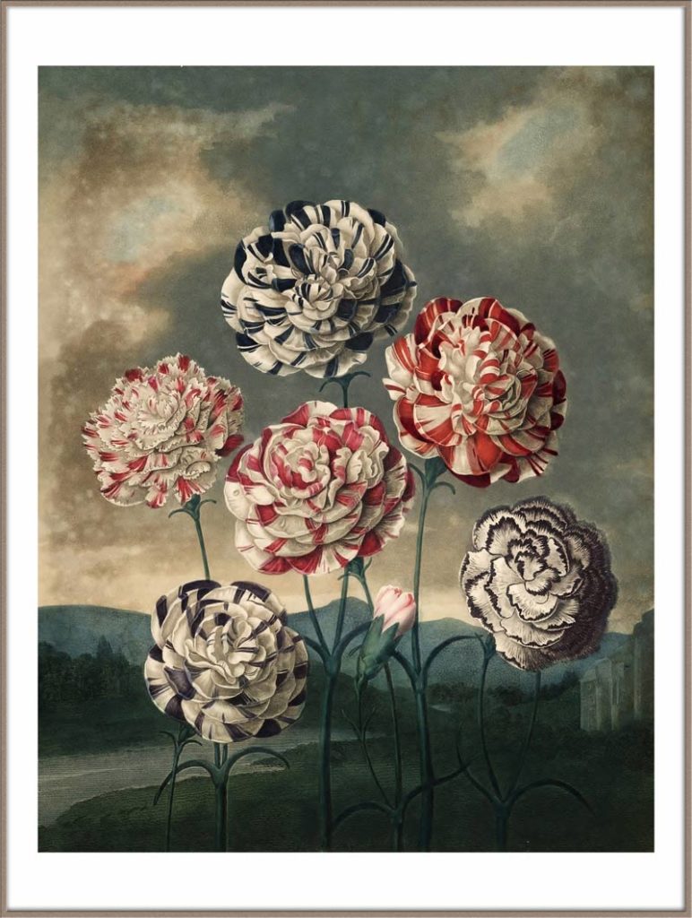 Carnations Flower poster door Robert John Thornton