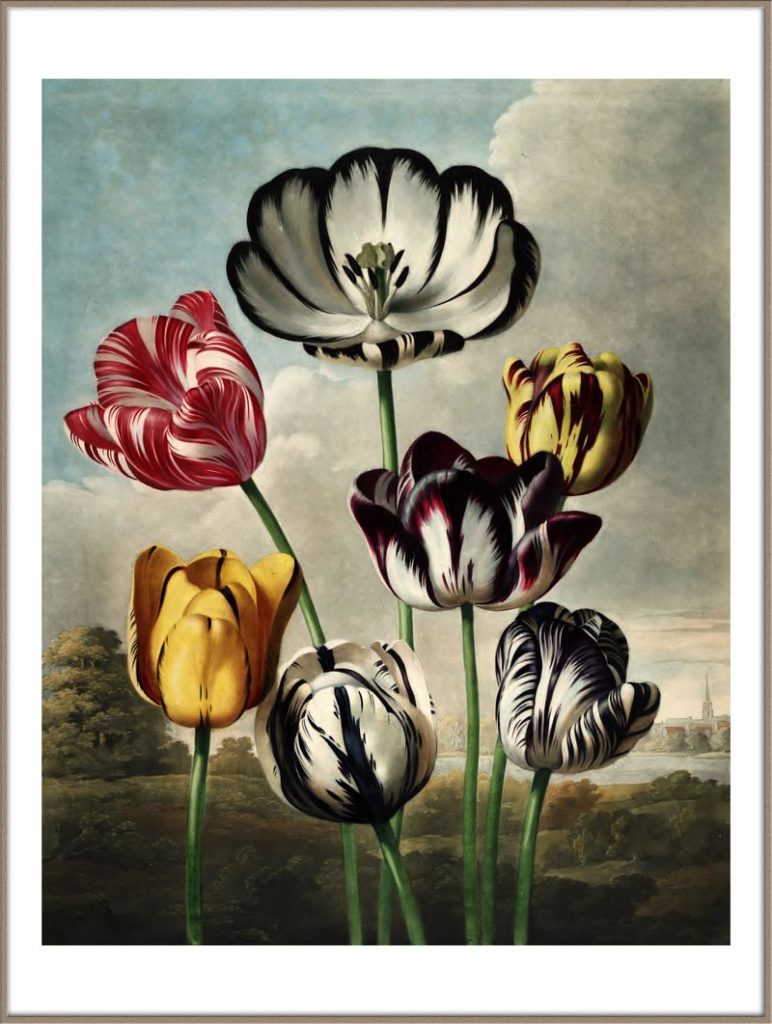 Tulpen poster