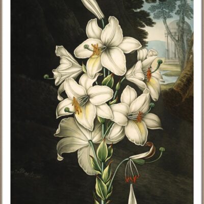 white lily poster door Robert JohnThornton