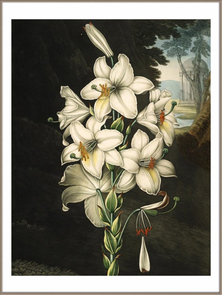 white lily poster door Robert JohnThornton