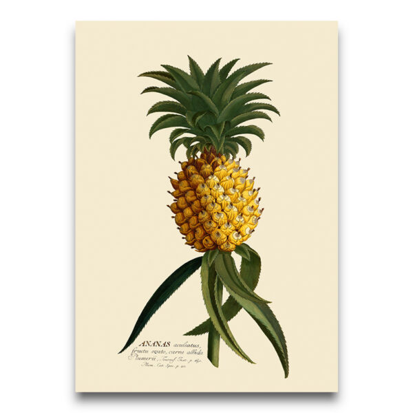 pineapple poster ivoor