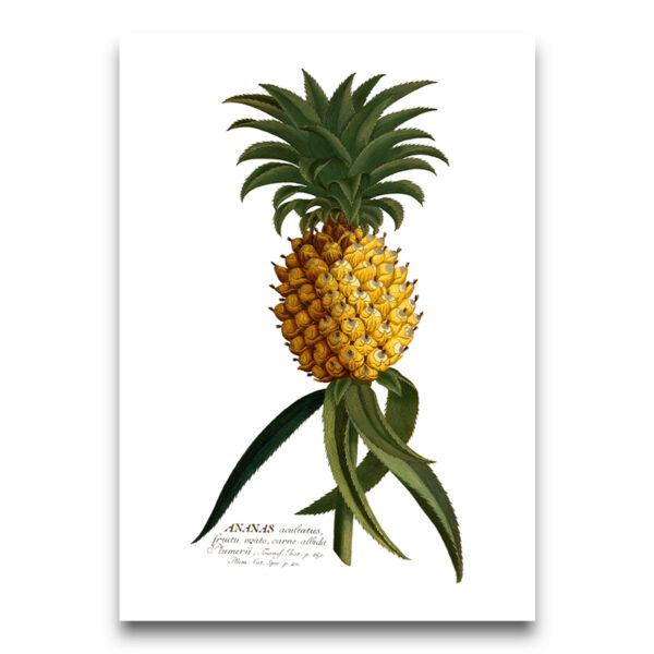Pineapple poster white