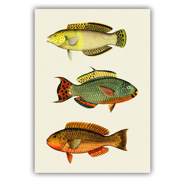 Fish 01 poster