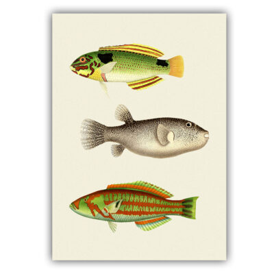 Fish poster 03