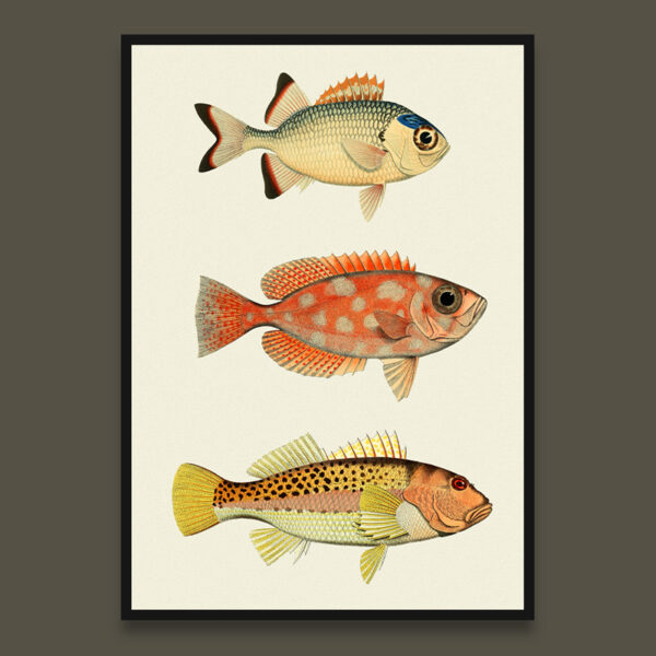 Fish poster 7