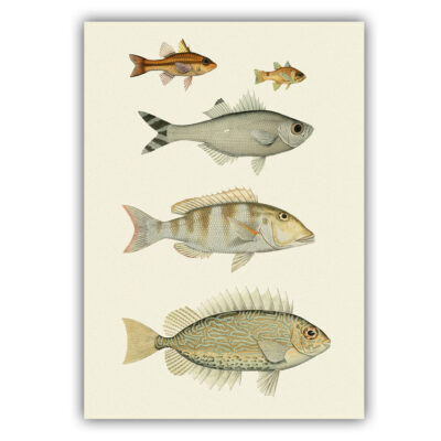 fish poster 08