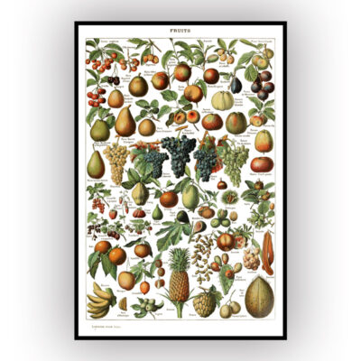 poster of fruit with white background