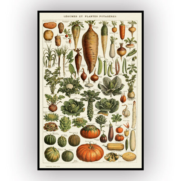 vintage vegetable illustration poster