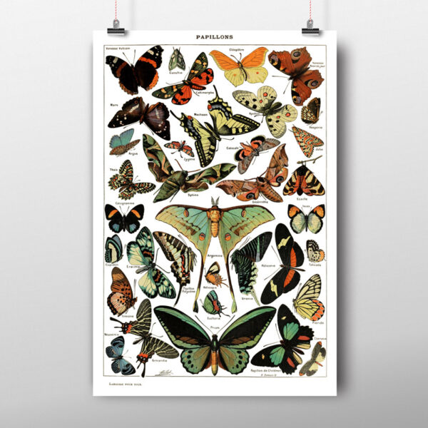 butterfly posters