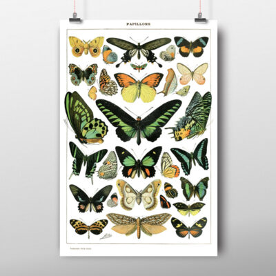 Papillons poster