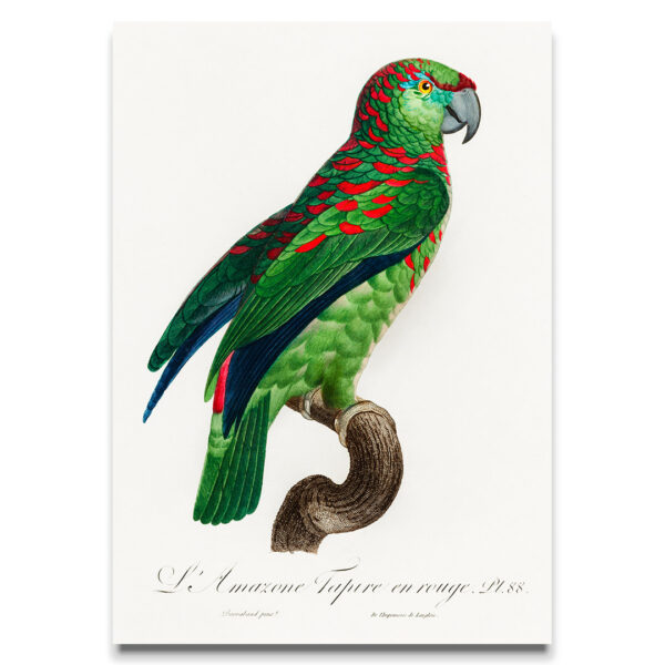 Amazon parrot poster
