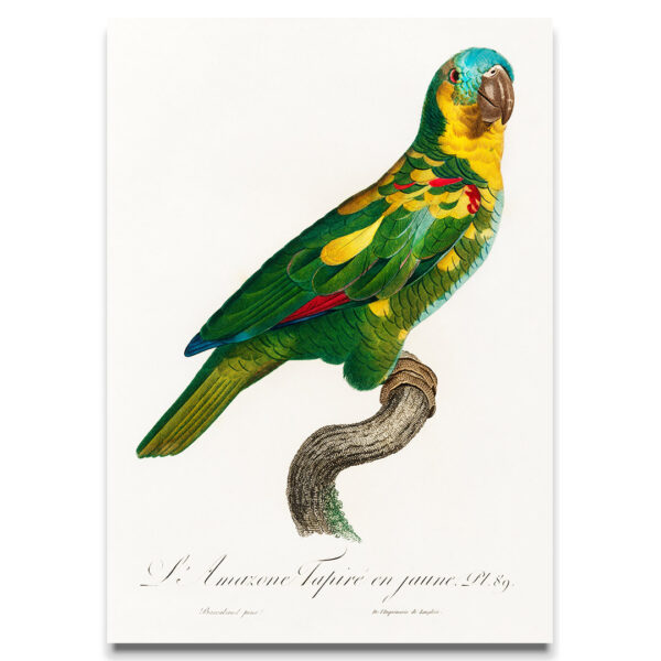 Turquoise and Yellow parrot