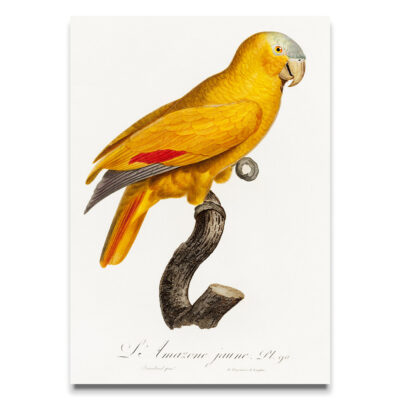 Yellow Parrot poster