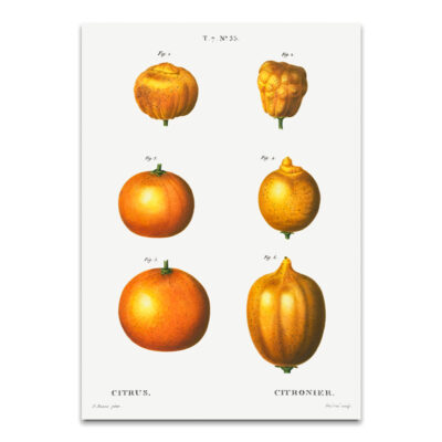 Citrusvrucht poster