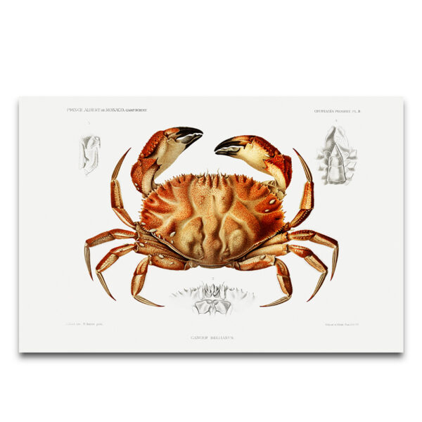 vintage crab poster