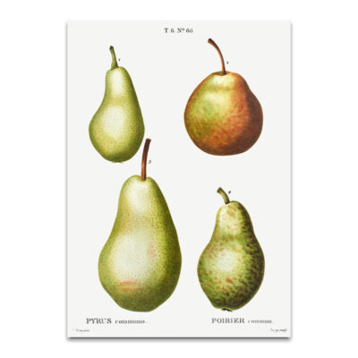 Vintage Pear posters