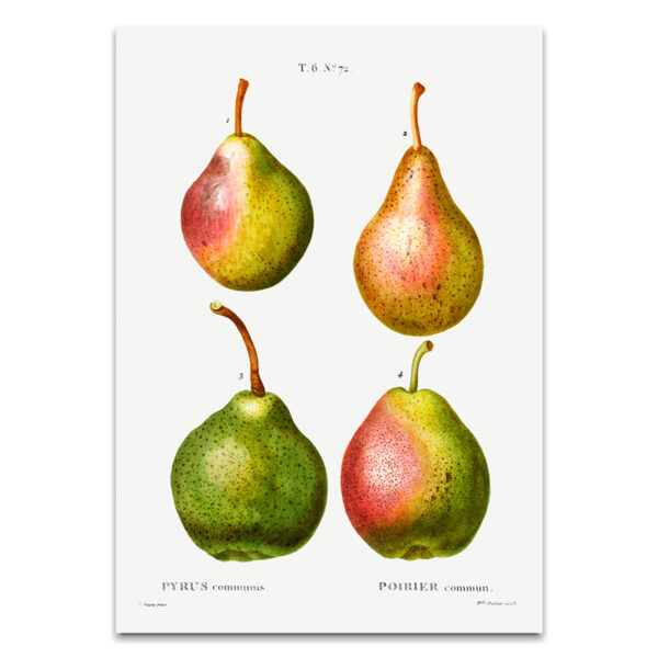 vintage pear poster