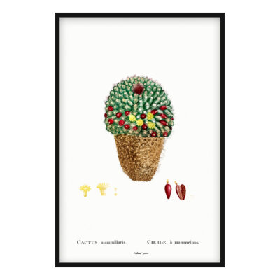 Cactus Mammillaris poster