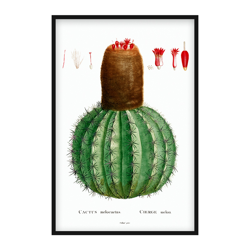 Cactus Melocactus poster