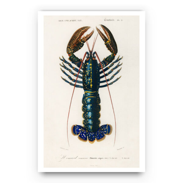 Crustaces Lobster poster
