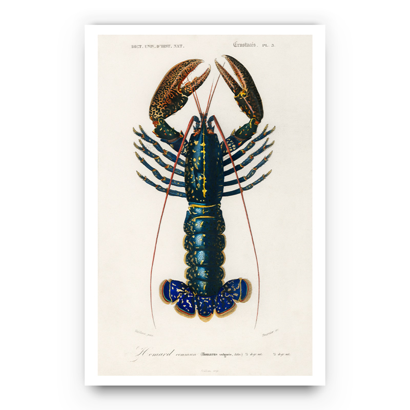 Crustaces Lobster poster