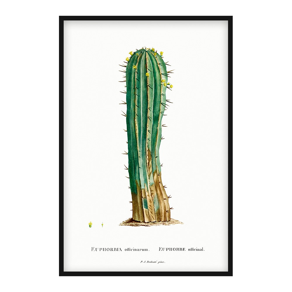 Euphorbia Officinarum poster