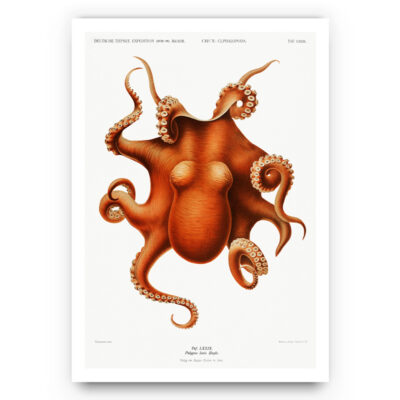 vintage poster of an Octopus